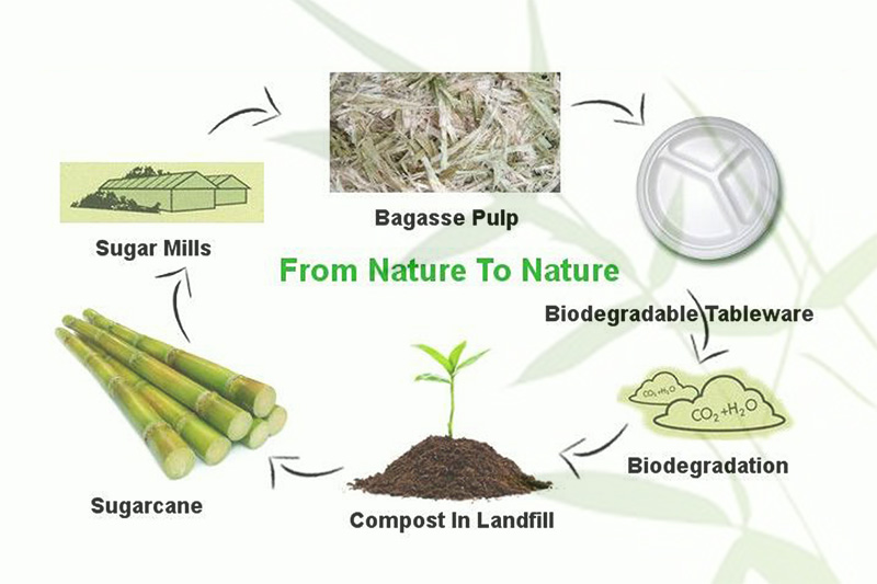 compostable sugarcane cup and plates Wholesale 